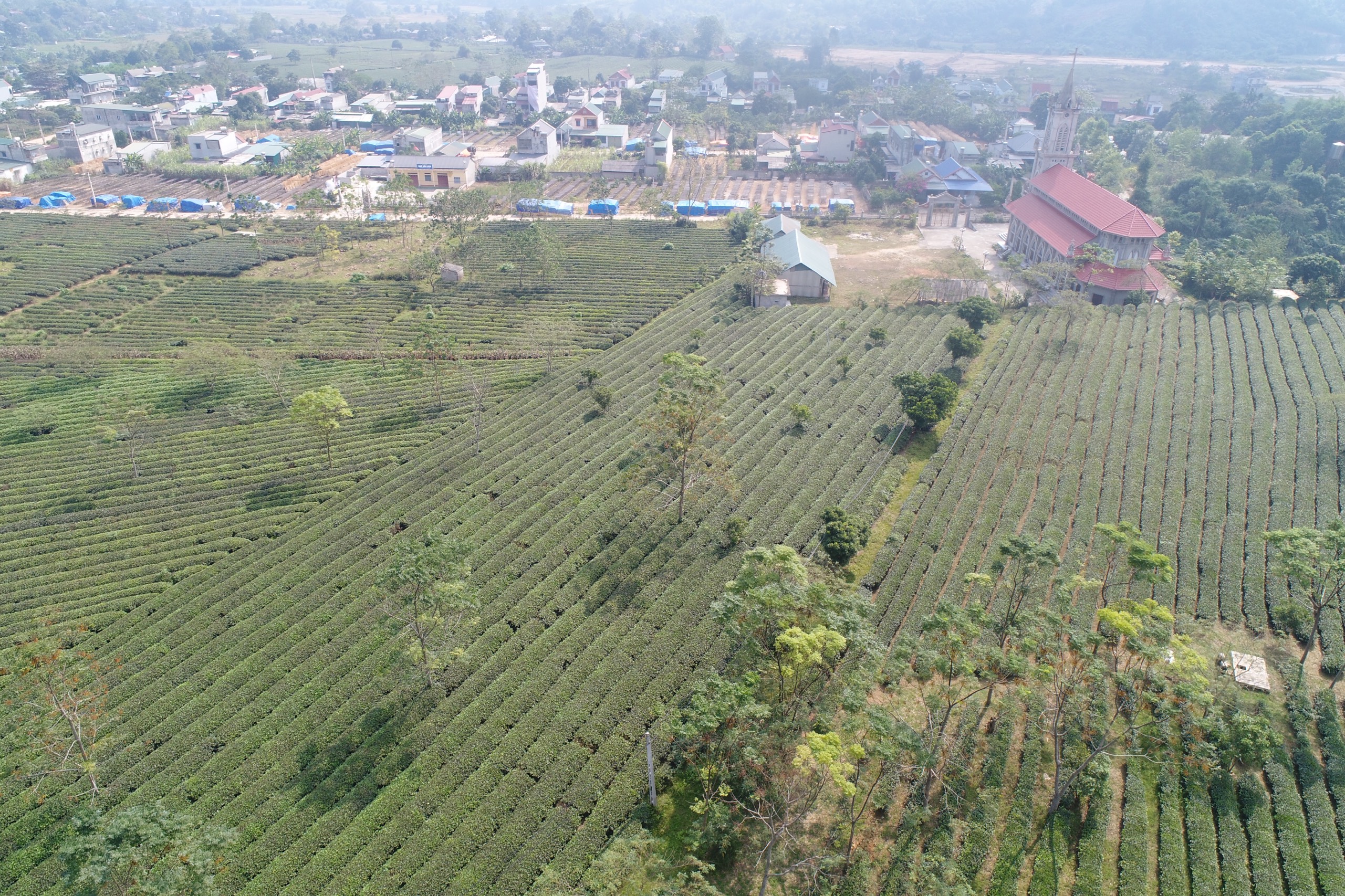 Vùng nguyên liệu chè