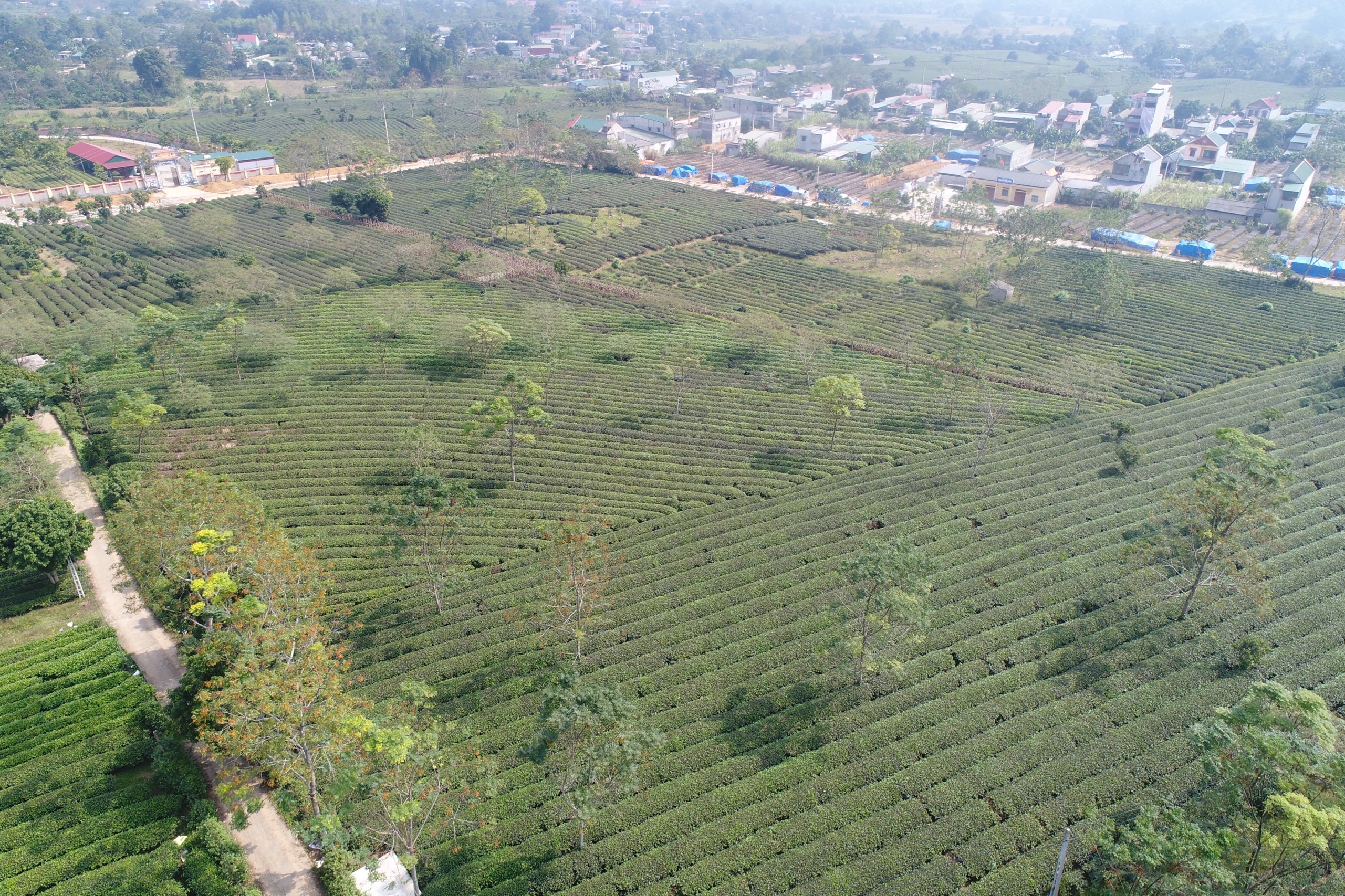 Vùng nguyên liệu chè