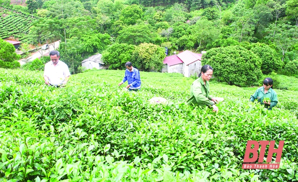 Vùng nguyên liệu - Đồi chè