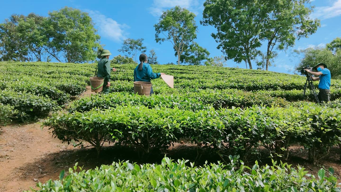 Vùng nguyên liệu chè sạch Hợp tác xã Bình Sơn