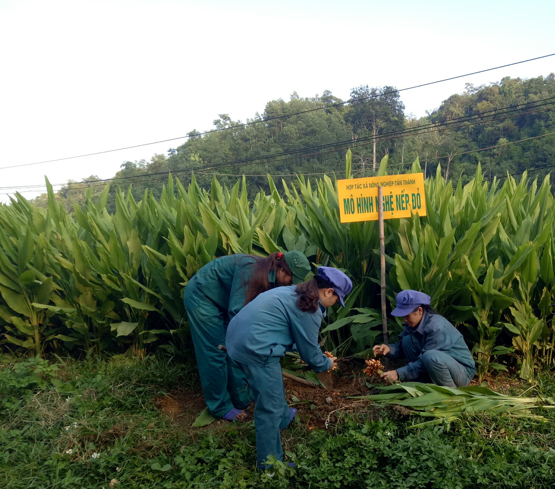 Vùng nguyên liệu cây nghệ