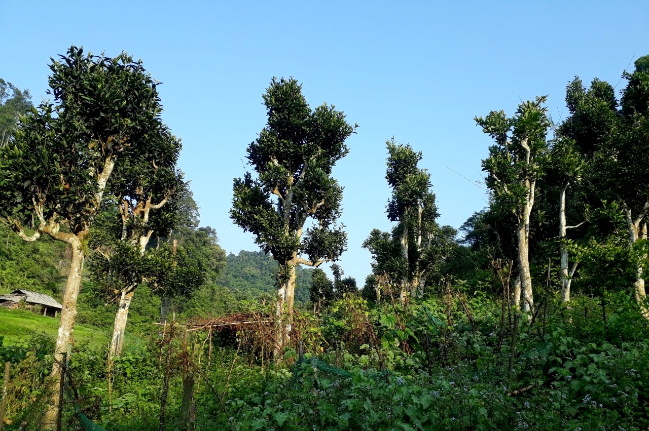 Vùng nguyên liệu