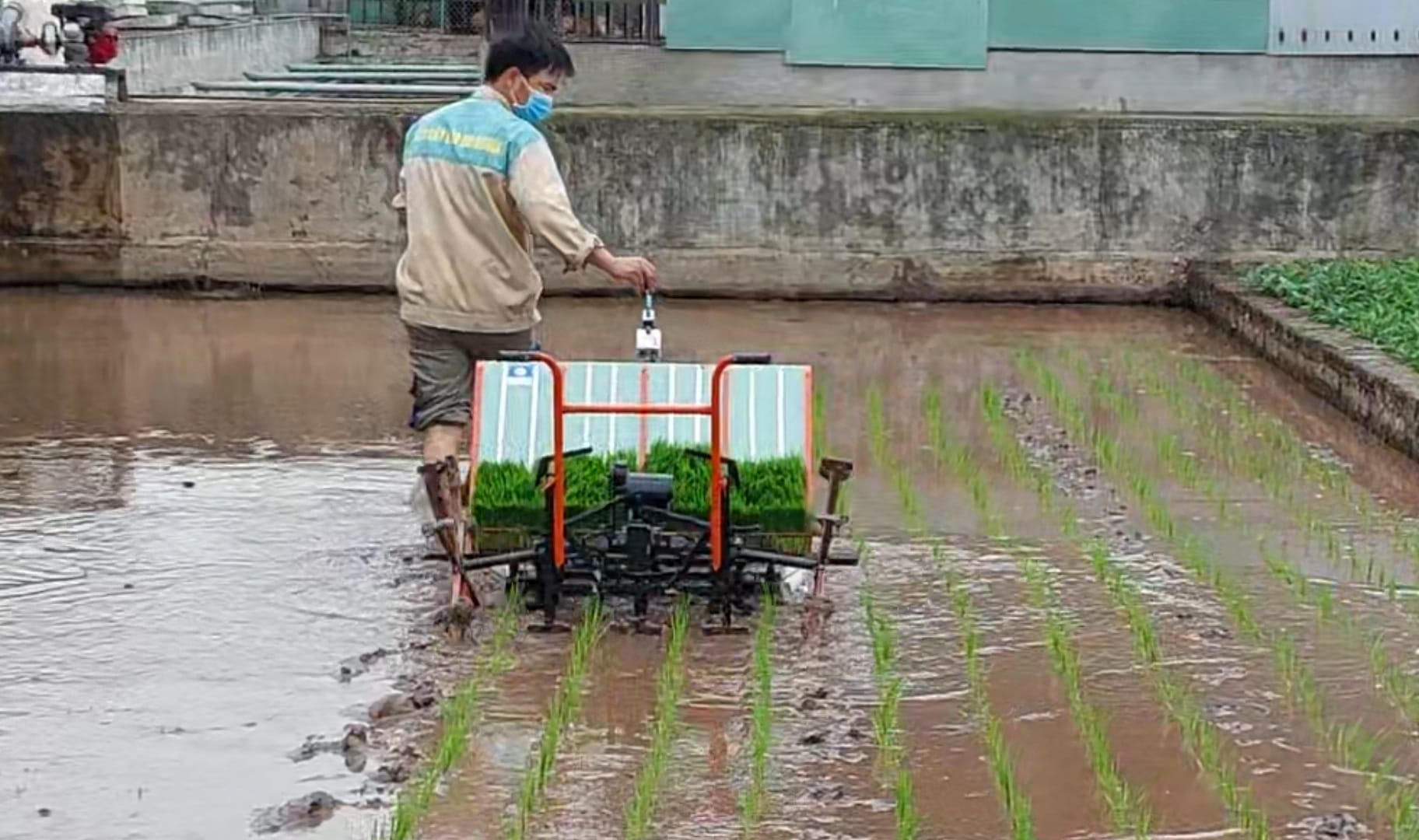 máy cấy lúa